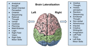 brain-two-hemispheres
